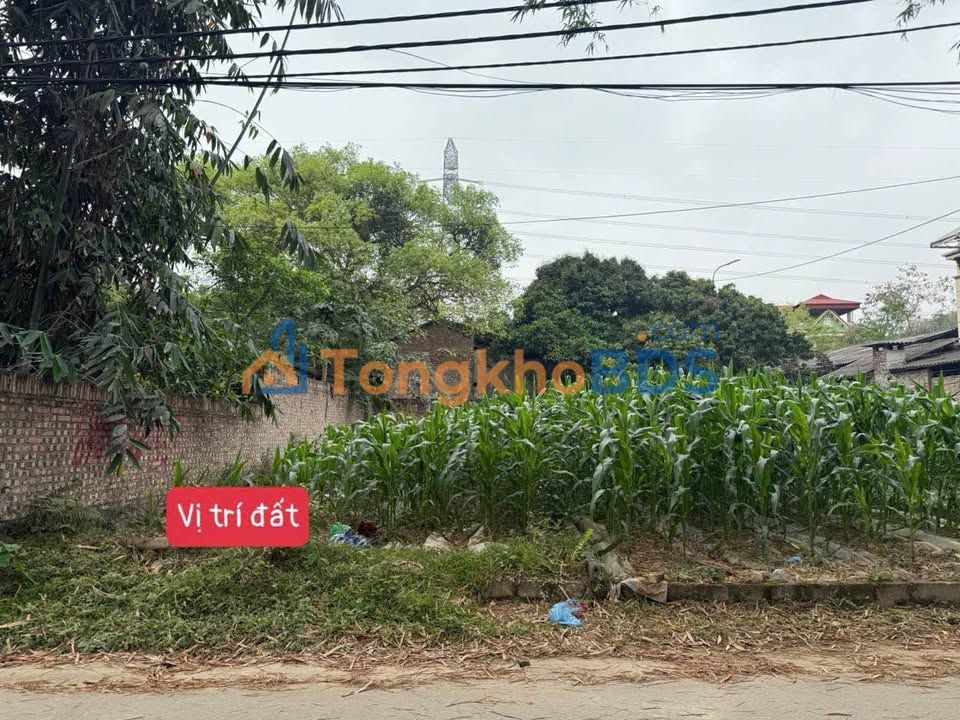 Đất nền Đạo Tú Tam Dương 100m² 9xx triệu - Giá tốt hiếm có