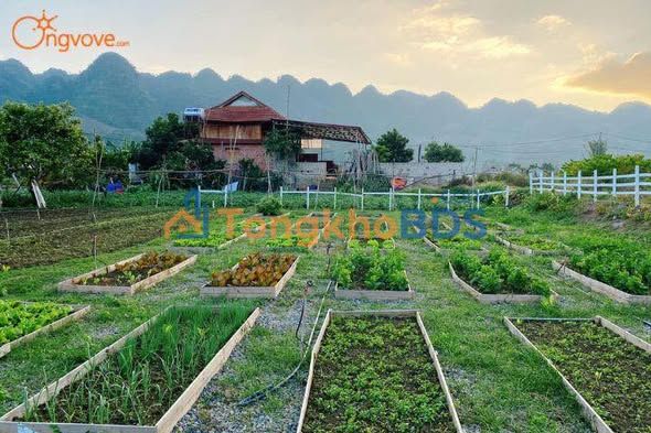 Trang trại Yên Quang Ý Yên 3600m2 3.5 tỷ - Sổ đỏ chính chủ