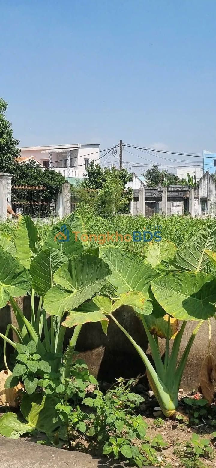 Đất Đoàn Nguyễn Tuấn Quy Đức Bình Chánh 95m²/2,2 tỷ - Đường ô tô