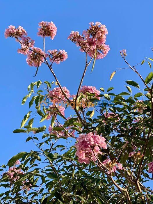 Đất nền Bạc Liêu 23/8 190m² - Thổ cư 100%