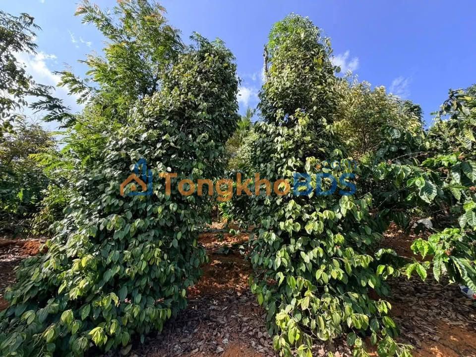 Đất vườn Bắc Gia Nghĩa 20.000m² 2.99 tỷ - Sinh thái xanh