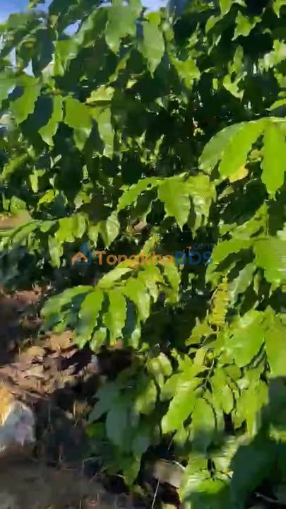 Đất nền Lộc Bắc Bảo Lâm 360m² giá 320 triệu - Sổ đỏ rõ ràng