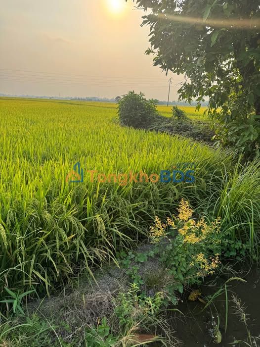 Đất lúa Trường Đua Châu Đốc 2.000m²/1,198 tỷ - Sổ đỏ chính chủ