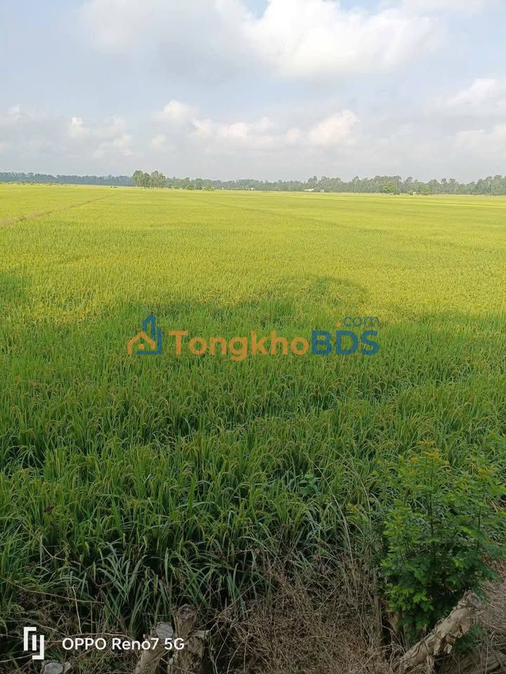 Đất nền Gáo Giồng 14 công 2.94 tỷ - Sổ đỏ chính chủ