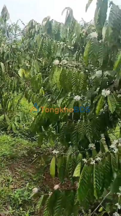 Đất nền Tuy Đức QL14 1440m² 3.35 tỷ - Đường to ô tô