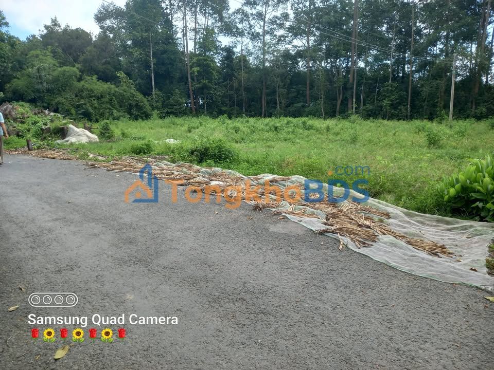 Đất nền Tân Sơn Trà Cú 2.340m² 1,4 tỷ - Đường to ô tô