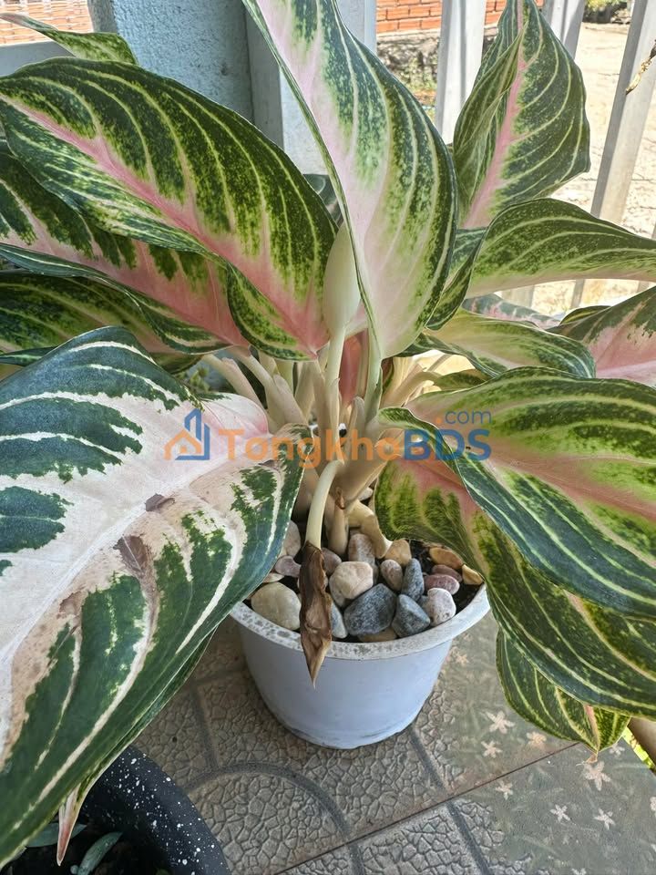 Đất Trần Phú Di Linh 300m² giá 4.5 tỷ - Sổ đỏ chính chủ