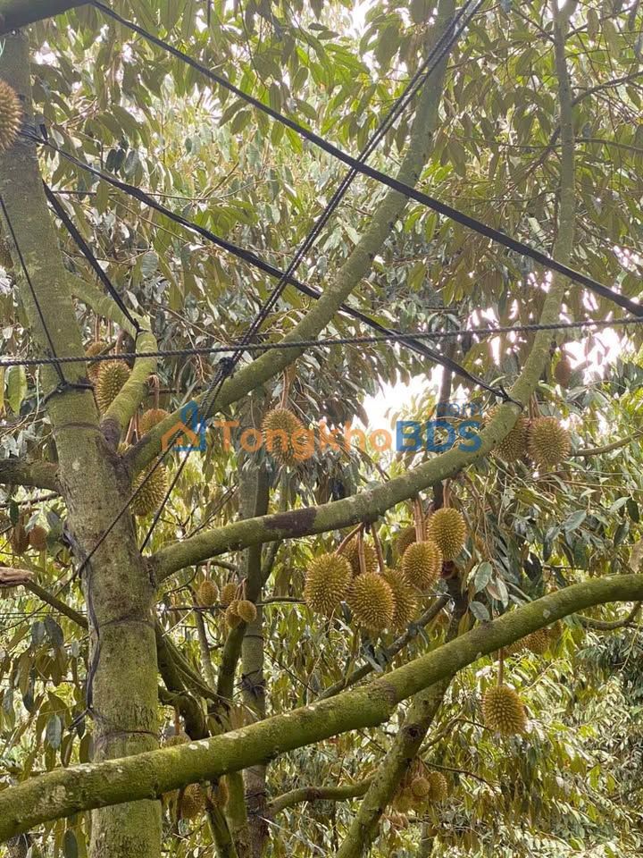 Đất vườn Hiệp Hoà Ninh Gia 3,3ha 12,5 tỷ - Đầu tư dài hạn