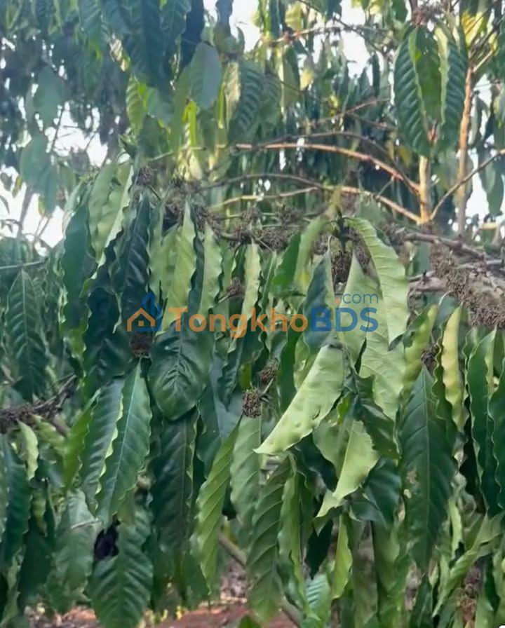 Đất vườn Tân Hà Lâm Hà 1015m² giá 1 tỷ - View thiên nhiên