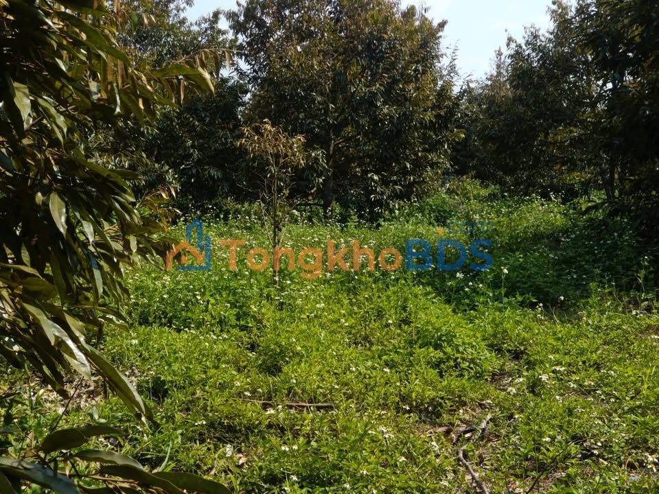 Đất vườn Quảng Ngãi Đạ Huoai 1.2ha 3.6 tỷ - Sinh thái xanh