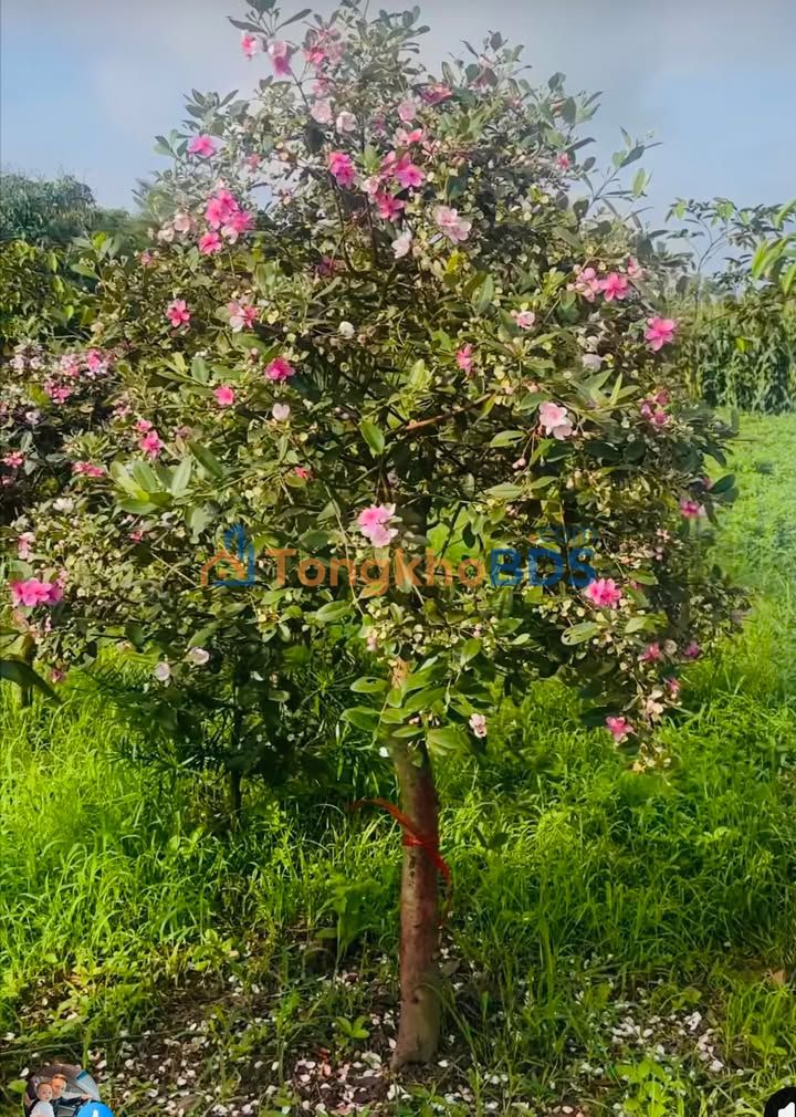 Đất Đường N5 Cửa Lò 182m² 700 triệu - Đầu tư dài hạn