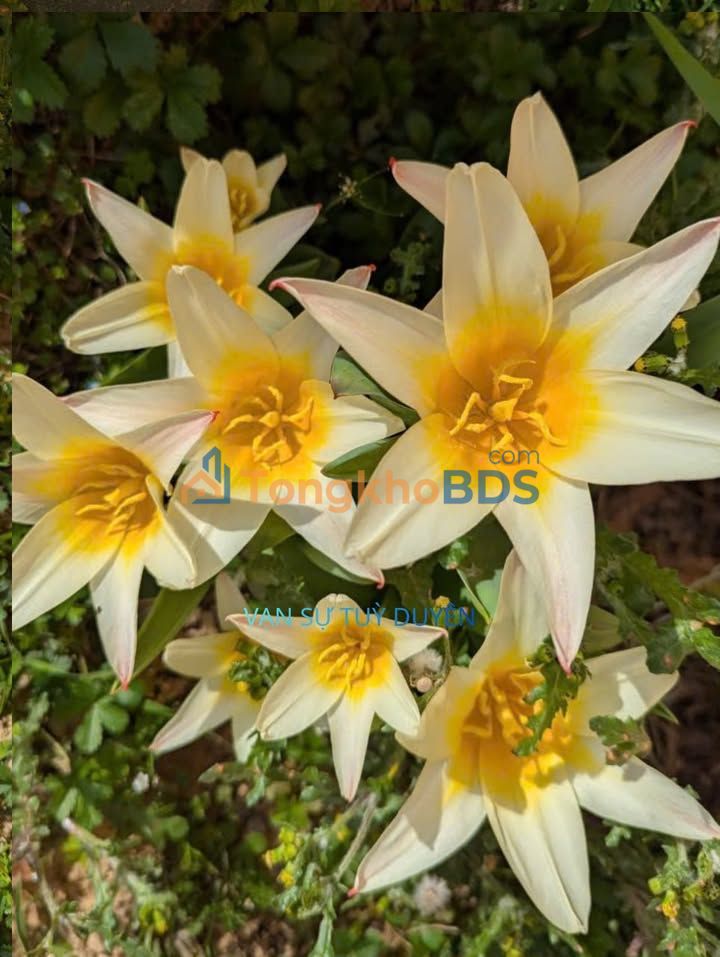 Nhà phố Dương Nội 50m² giá thỏa thuận - Mặt tiền kinh doanh đắt giá