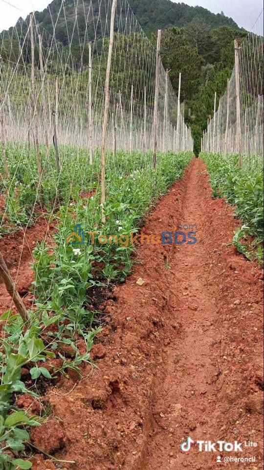 Đất nông nghiệp Langbiang Đà Lạt 1620m² - Giá đầu tư tốt