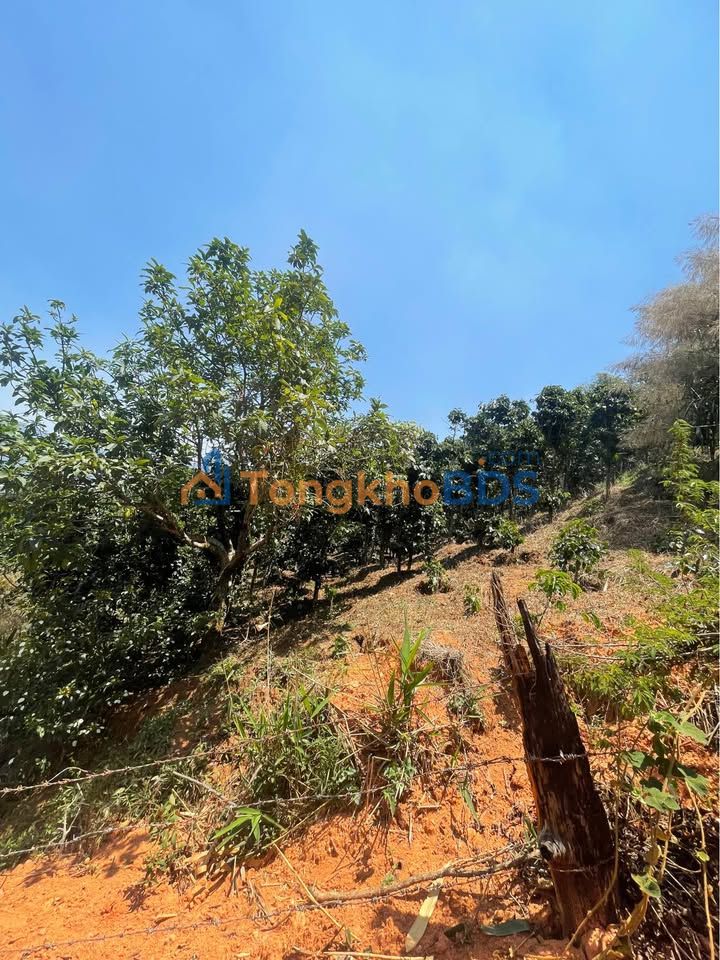 Đất vườn Langbiang Đà Lạt 3.000m² 11,67 tỷ - Sổ đỏ chính chủ