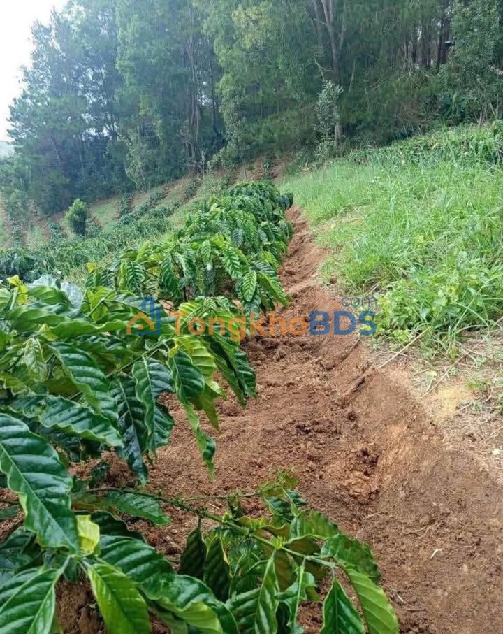 Đất nền Tân Thanh 1.2ha 2.4 tỷ - Sổ đỏ chính chủ