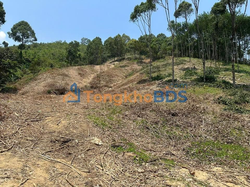 Đất lâm nghiệp Tà Lài 2ha 1 tỷ - Sinh thái xanh trang trại