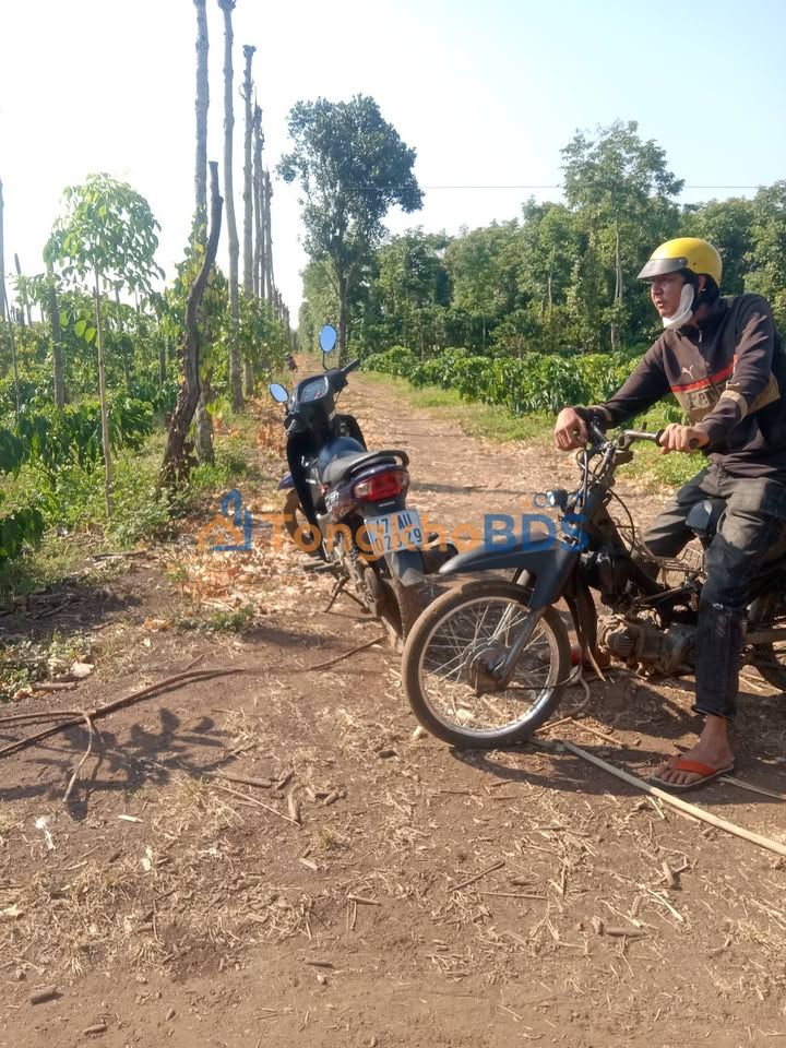 Farm Ea M'Roh Ea H'Leo 2.4ha 4.2 tỷ - Đầu tư dài hạn