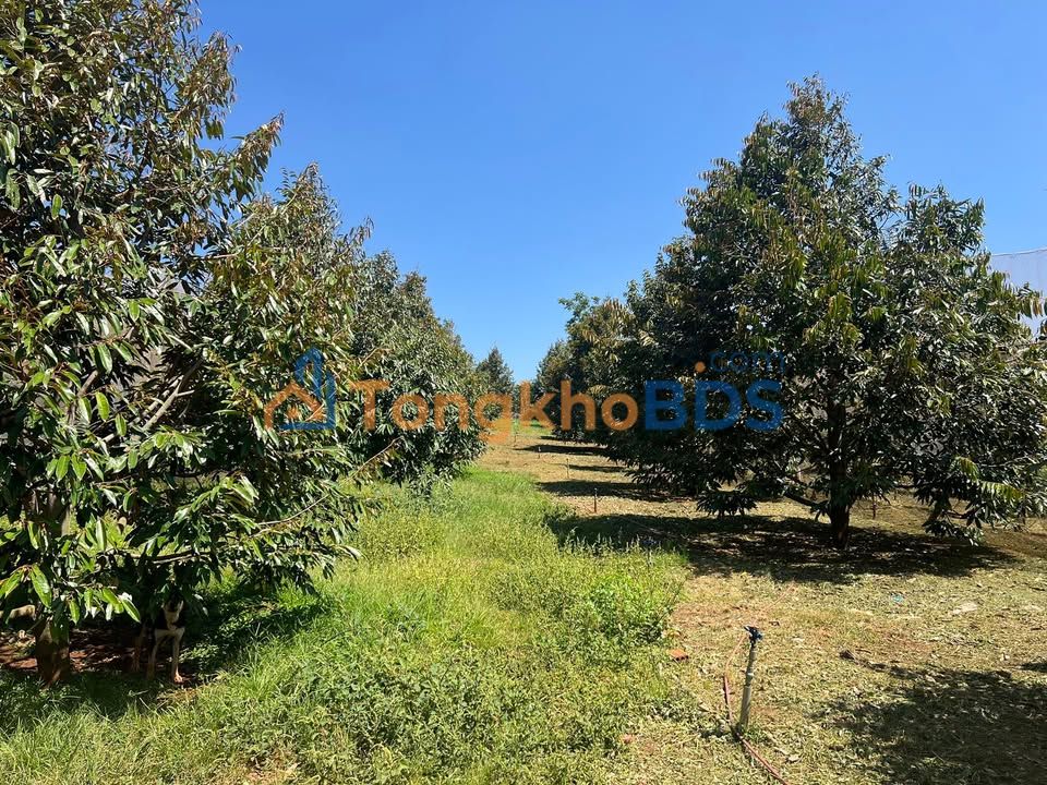 Đất nền Quảng Thành Bà Rịa 20000m² thỏa thuận - Sổ đỏ chính chủ