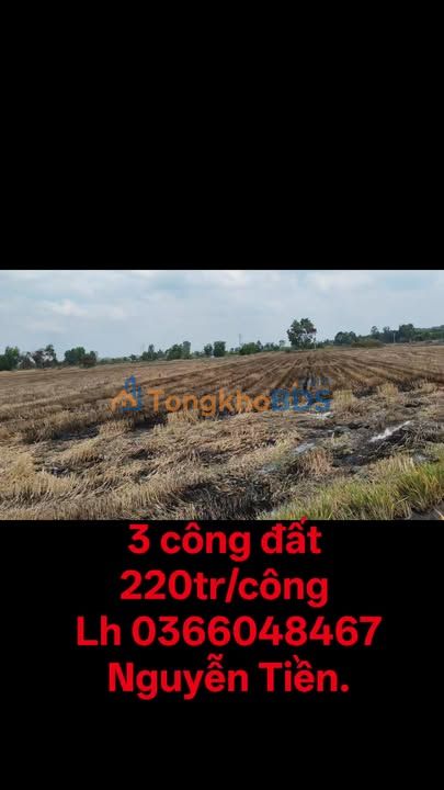 Đất lúa Phước Lập 3 công 660 triệu - Tiềm năng tăng giá