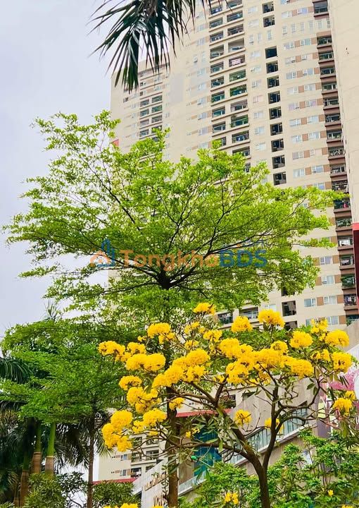 Căn hộ Victoria Văn Phú 97m² 10tr - View đẹp