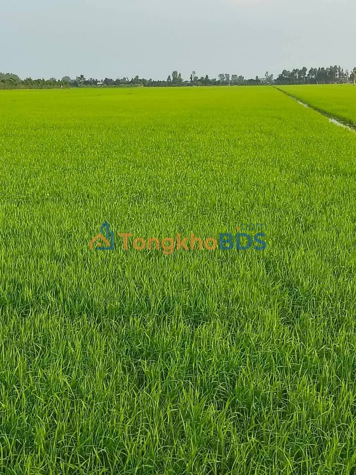 Đất nền Trường Xuân Tháp Mười 7.000m² 185 triệu - Đường ô tô