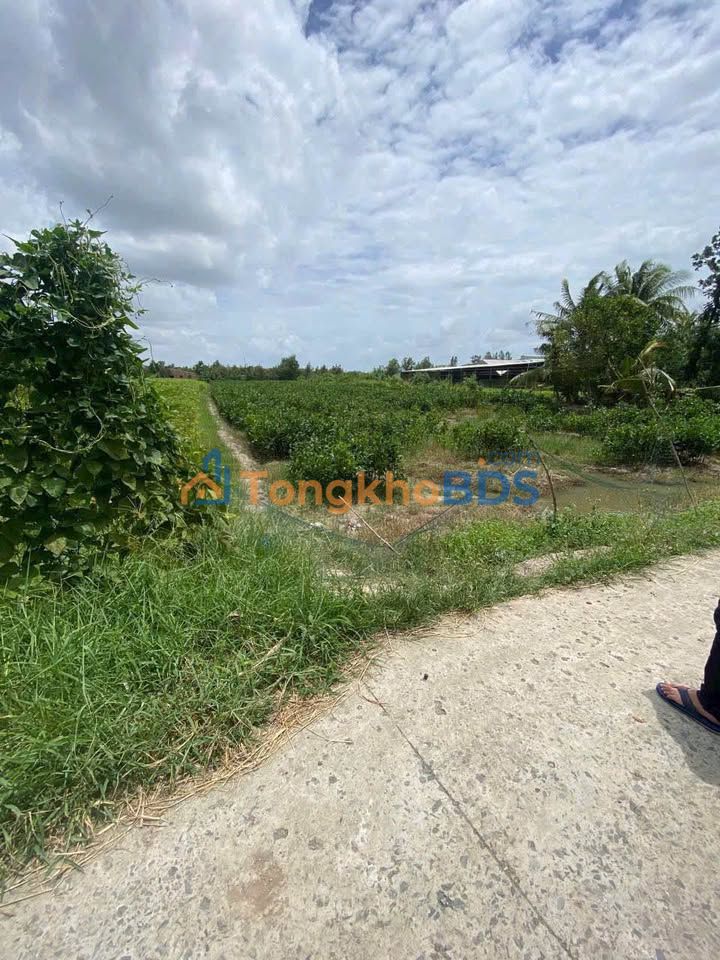 Đất nền P.5 Vĩnh Long 3.983m² 900 triệu - Pháp lý rõ ràng