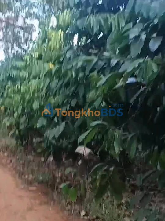 Đất vườn Ia Din Gia Lai 14.000m² Hạ tầng hoàn thiện