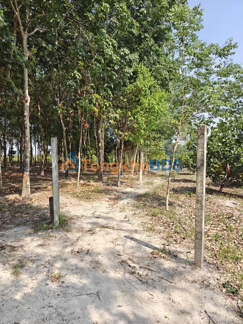 Đất SKC An Long 12.000m² 9,9 triệu - Sổ đỏ chính chủ