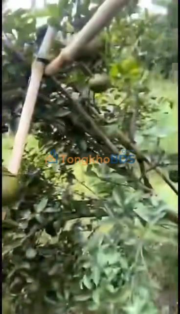 Đất vườn Ea Huar 18ha 11.7 tỷ – Đầu tư dài hạn