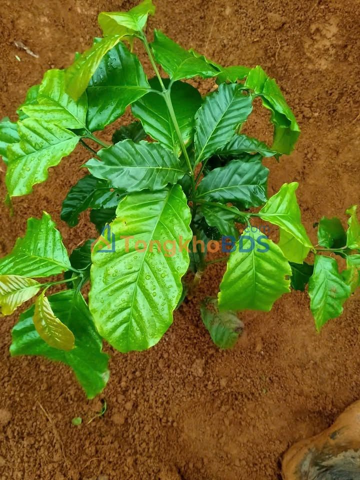 Đất vườn Bảo Lâm 1.728m² 900 triệu - Sổ đỏ chính chủ