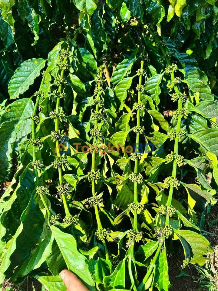 Đất nền Lộc Thắng 3.060m² 2.6 tỷ - Sổ đỏ chính chủ