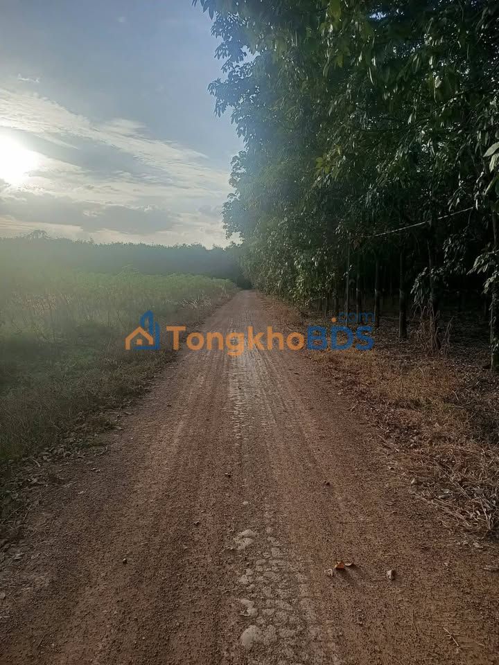 Farm cao su Đồng Xoài 6ha giá thỏa thuận - Sổ hồng vuông