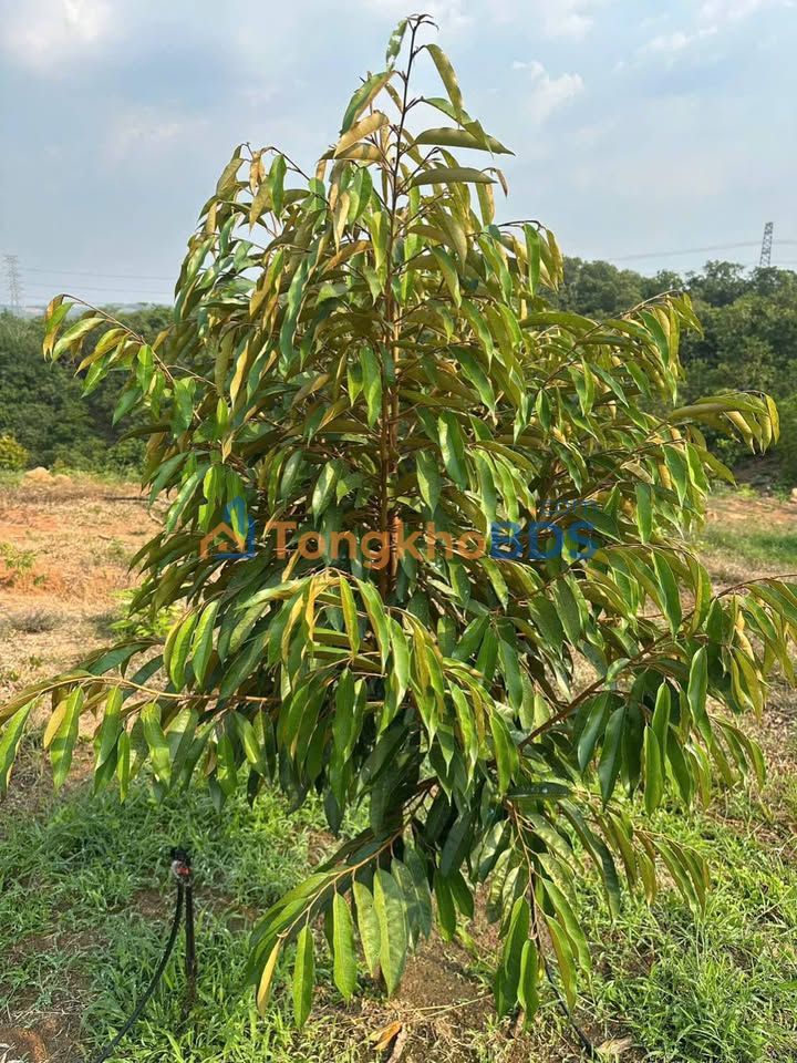 Đất vườn Phước Tân 1ha 2,8 tỷ - Sinh thái xanh