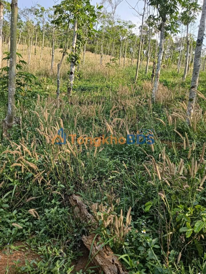 Đất nền Đắk Hòa Đắk Song 2.160m²/400 triệu - Đầu tư dài hạn