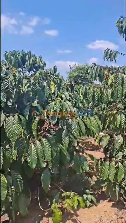 Đất nền Phúc Hợp Lâm Hà 368m² 950 triệu - Sổ đỏ chính chủ