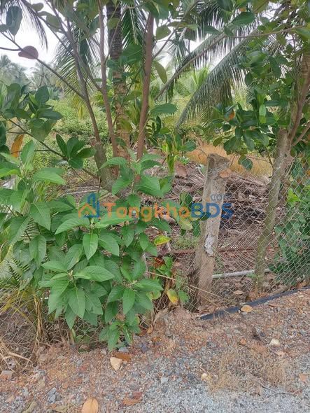 Đất vườn Thạnh Lợi Bến Lức 900m² 450tr - Sổ đỏ