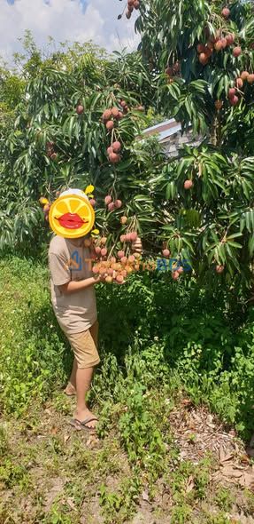 Đất vườn Sông Hinh Phú Yên 6.5ha 6.5 tỷ - Sổ hồng rõ ràng