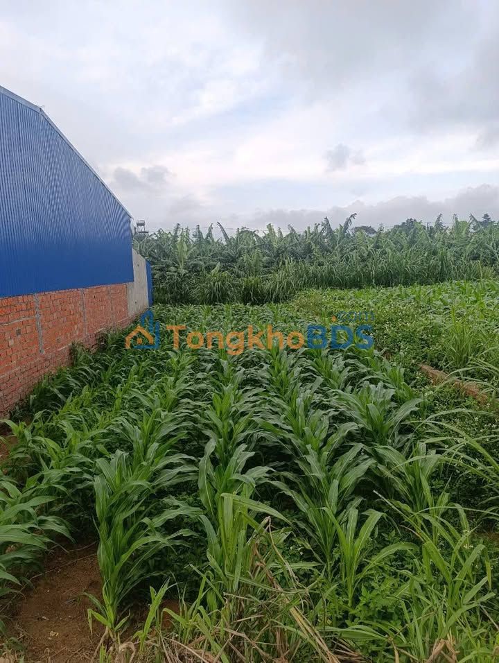 Đất nền Quảng Lập Đơn Dương 120m² giá 495 triệu - Sổ đỏ chính chủ