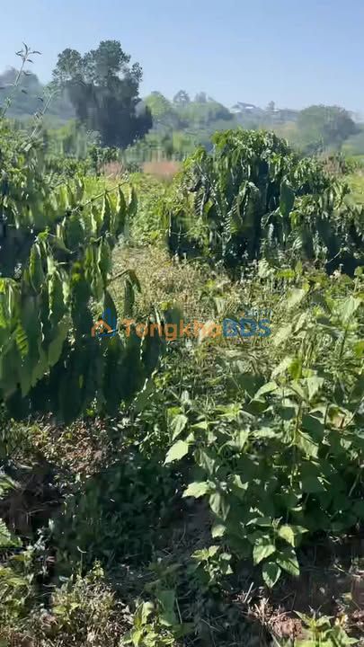 Đất nền Tam Bố Di Linh 2.160m² 1,35 tỷ - Tiềm năng tăng giá