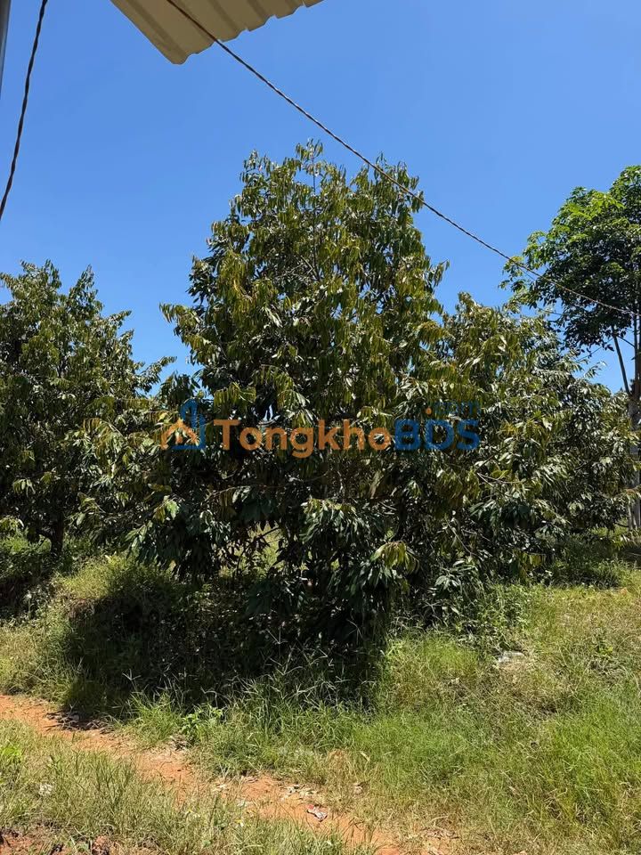 Đất vườn Ea Hồ 2.880m² 4.4 tỷ - Đầu tư dài hạn