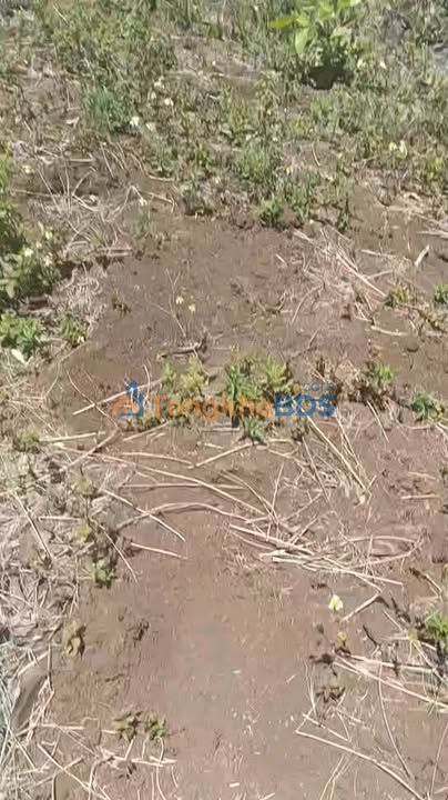 Đất nền Lơ Pang 1ha 250-300 triệu - Tiềm năng tăng