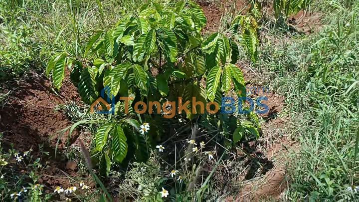 Dat vuon Dak Hoa Dak Song 1ha 1,55 ty - Sinh thai