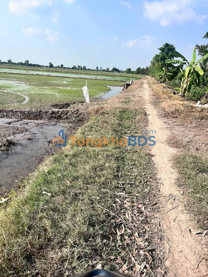 Đất ruộng Cao Lãnh 7800m² 1.833 tỷ - Tiềm năng tăng giá