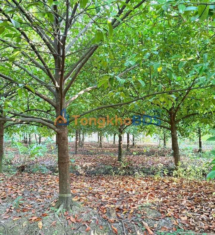 Đất nền An Bình Ninh Kiều 275m² 1,55 tỷ - Pháp lý rõ ràng