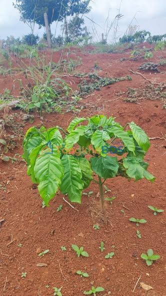 Đất vườn Lộc Bắc Bảo Lâm 2520m² 1,15 tỷ - Sổ đỏ chính chủ