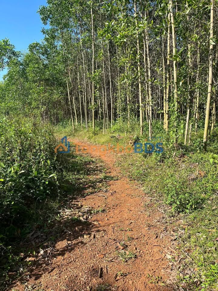 Đất nền Võ Văn Kiệt Bình Sơn 300-399 triệu - Đường to ô tô