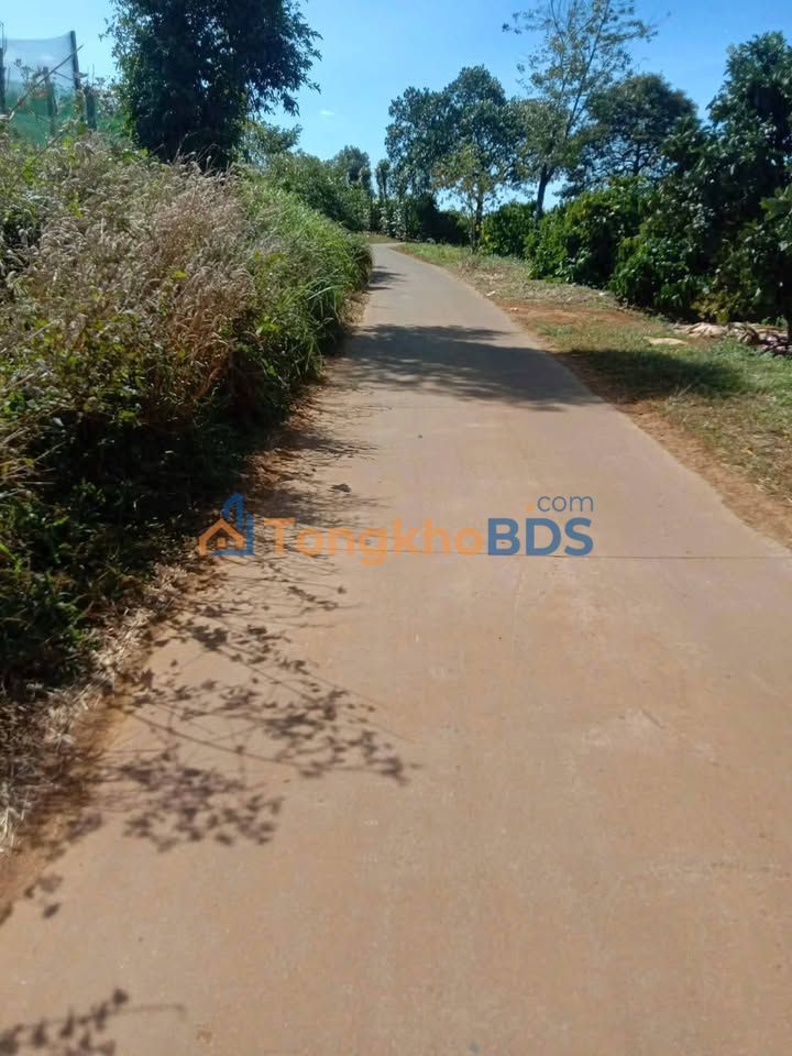 Đất rẫy cà phê Quảng Tân 2,9ha 5 tỷ - Đường to ô tô