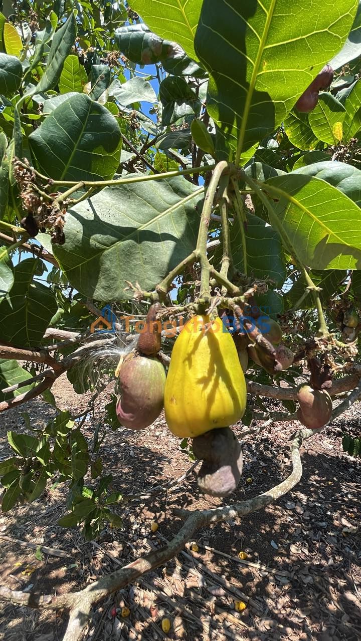 Đất Bùi Thị Xuân Buôn Ma Thuột 162m² 32.4tỷ-Sổ đỏ chính chủ