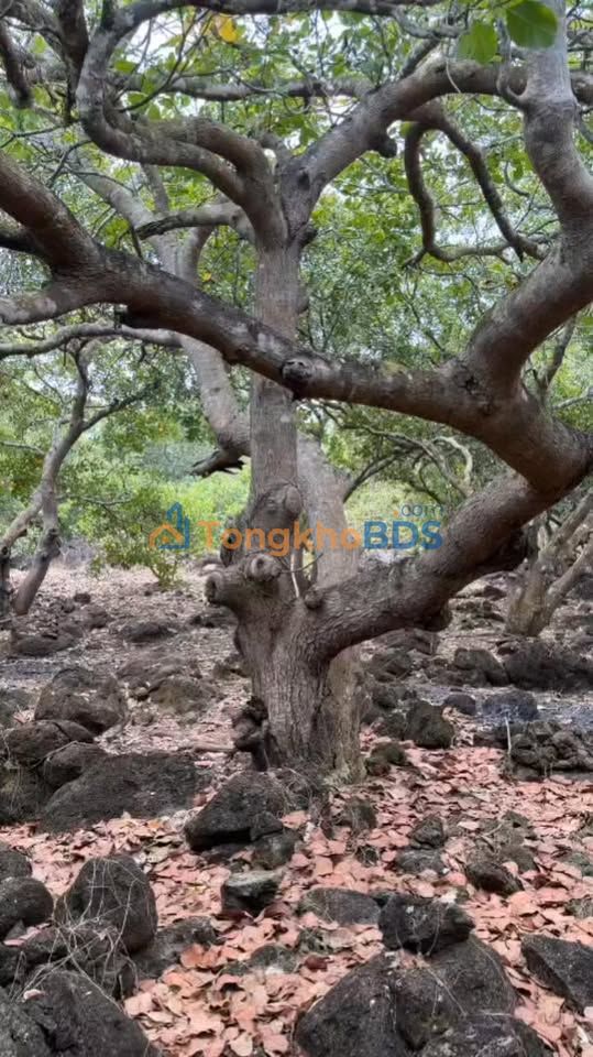 Đất vườn Gia Canh Định Quán 1080m² 450 triệu - Sinh thái xanh