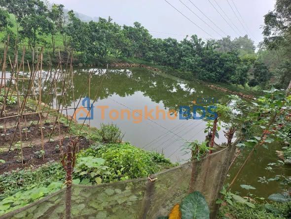 Đất Xã Đại Phú Sơn Dương 2.550m² giá 2 tỷ - Sổ đỏ chính chủ